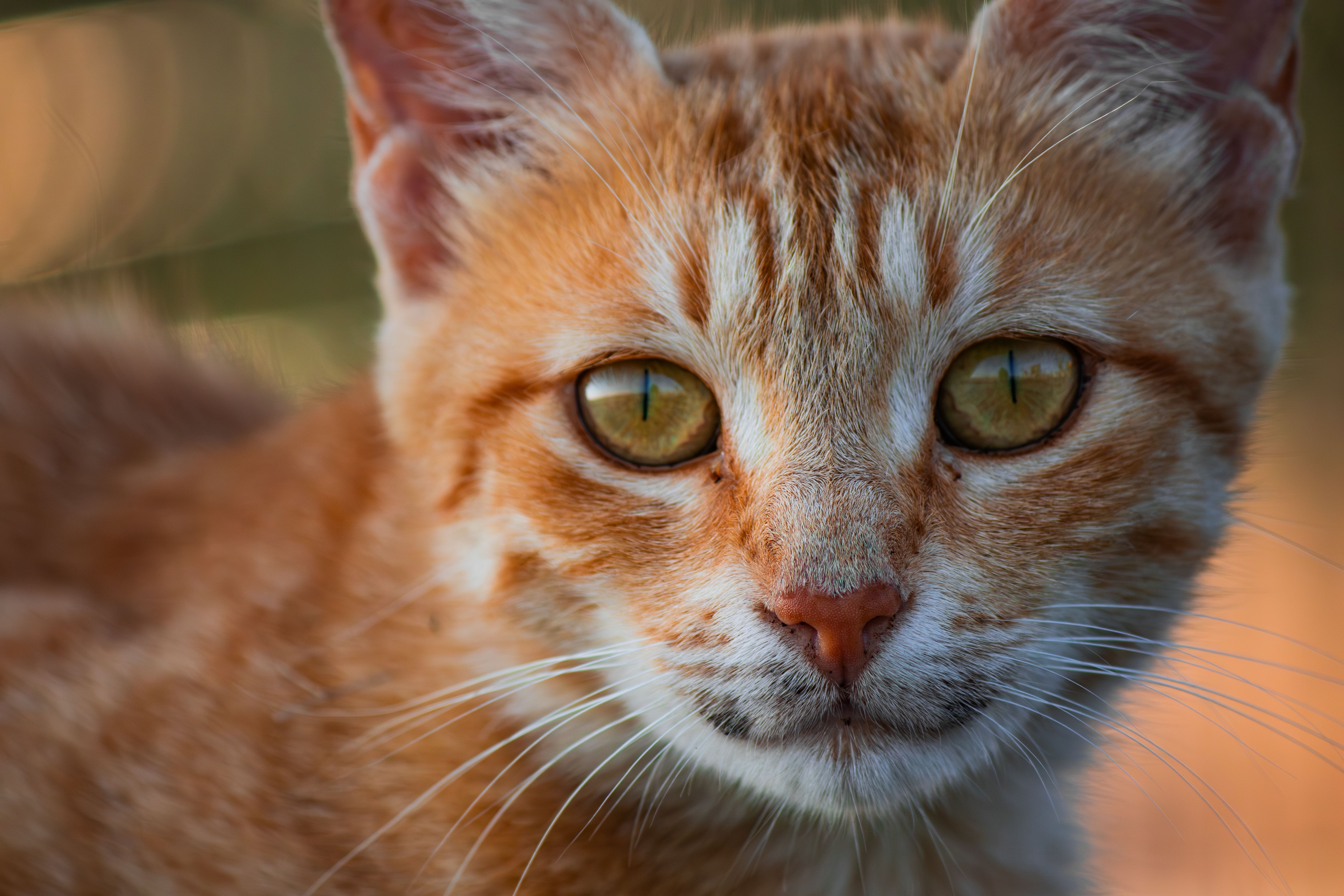 pet care pet health — Photo by Emre Photography on Pexels