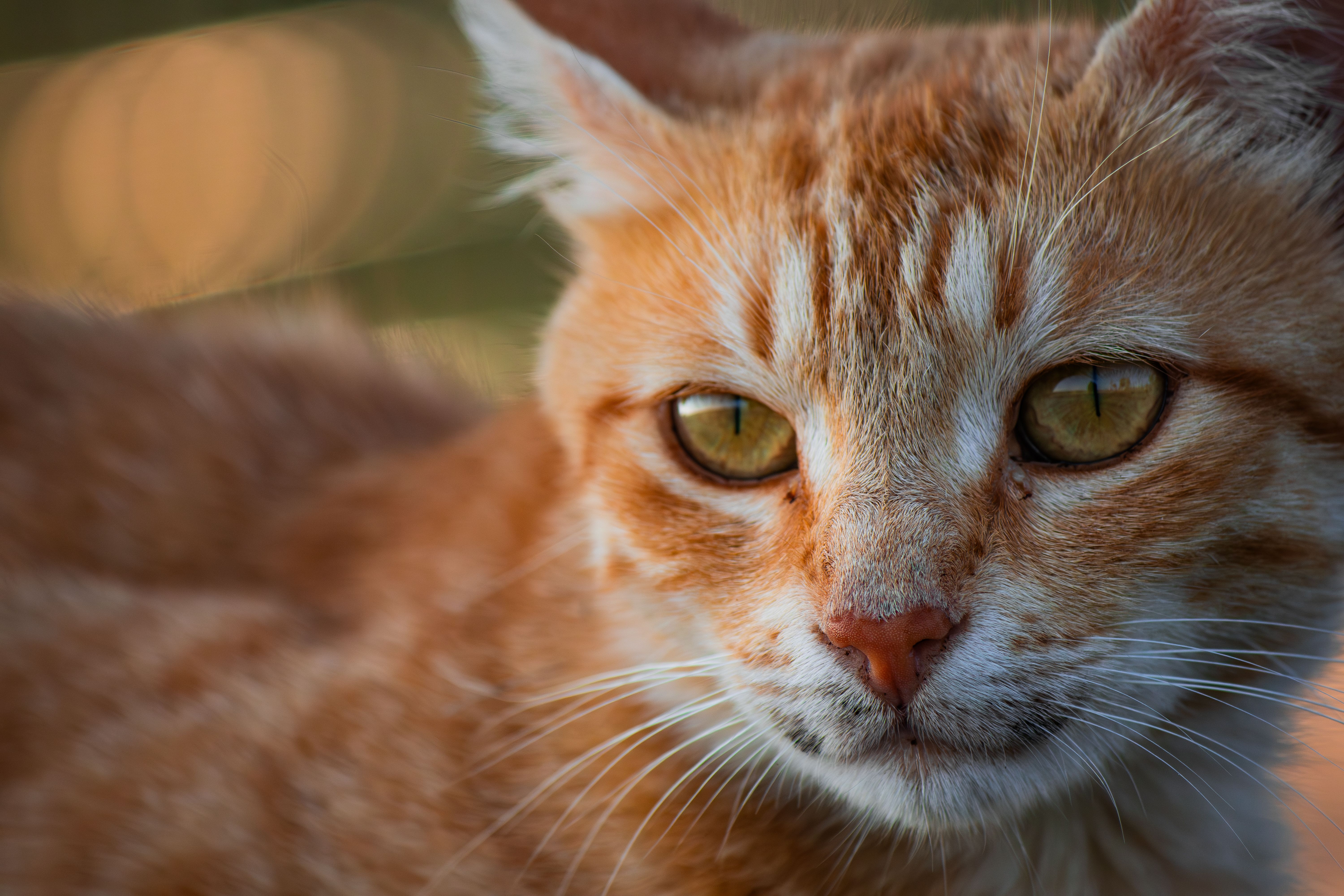 Veterinarian examining a cat during a checkup