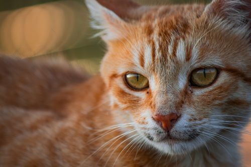 Free Intimate close-up shot of a ginger tabby cat with green eyes and distinctive stripes. Stock Photo