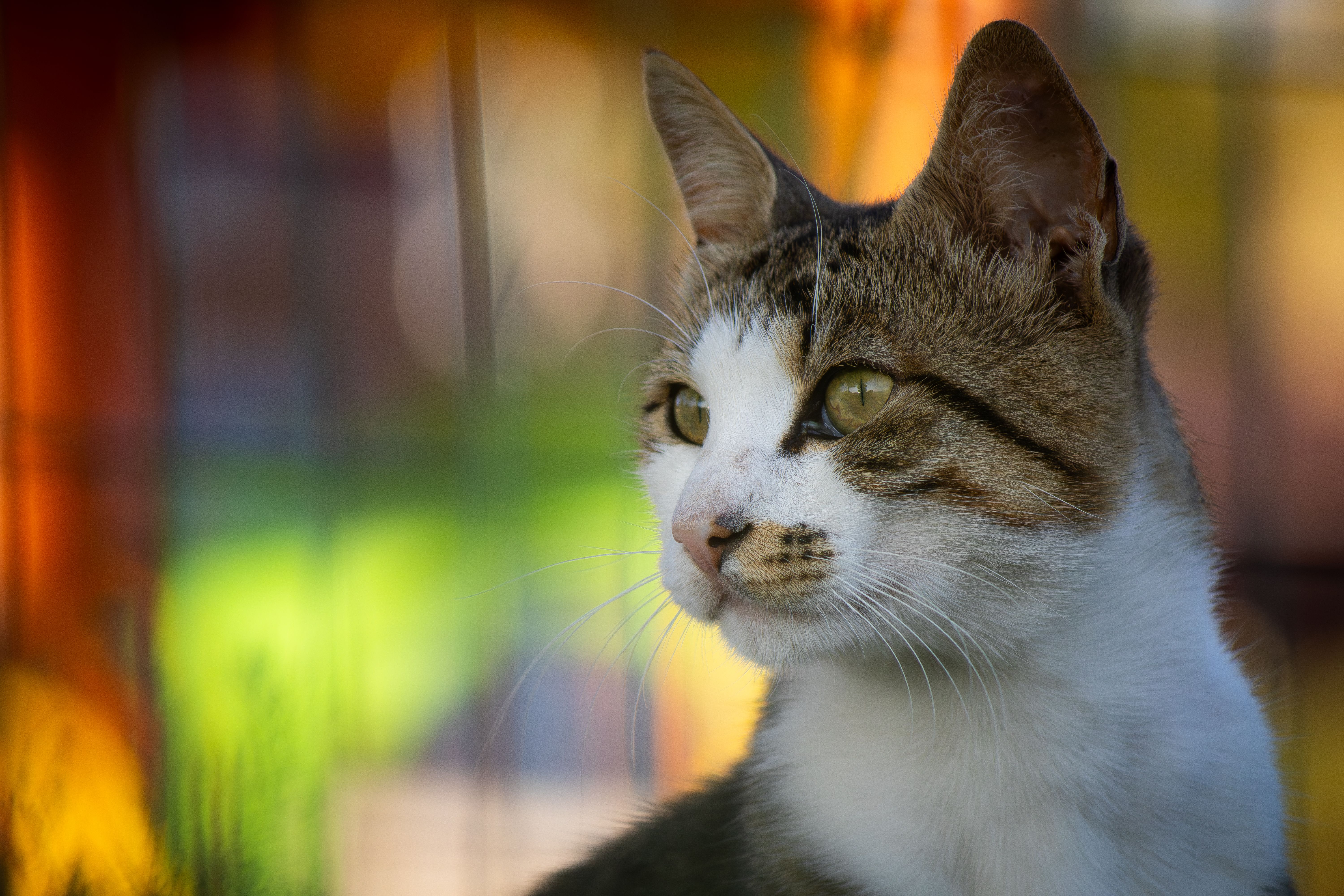 A cat undergoing diagnostic blood testing at a veterinary clinic