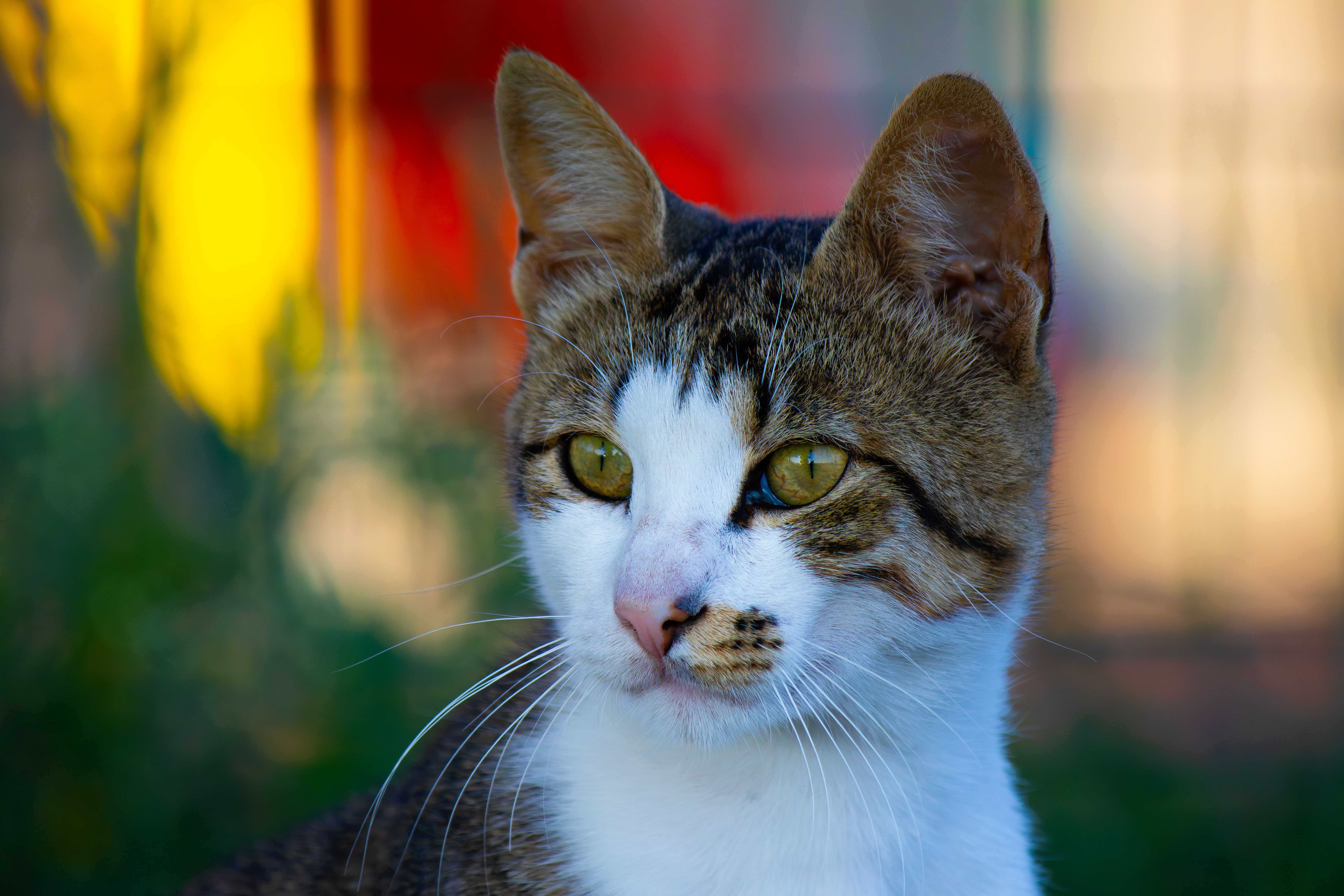 Veterinary care for a pet