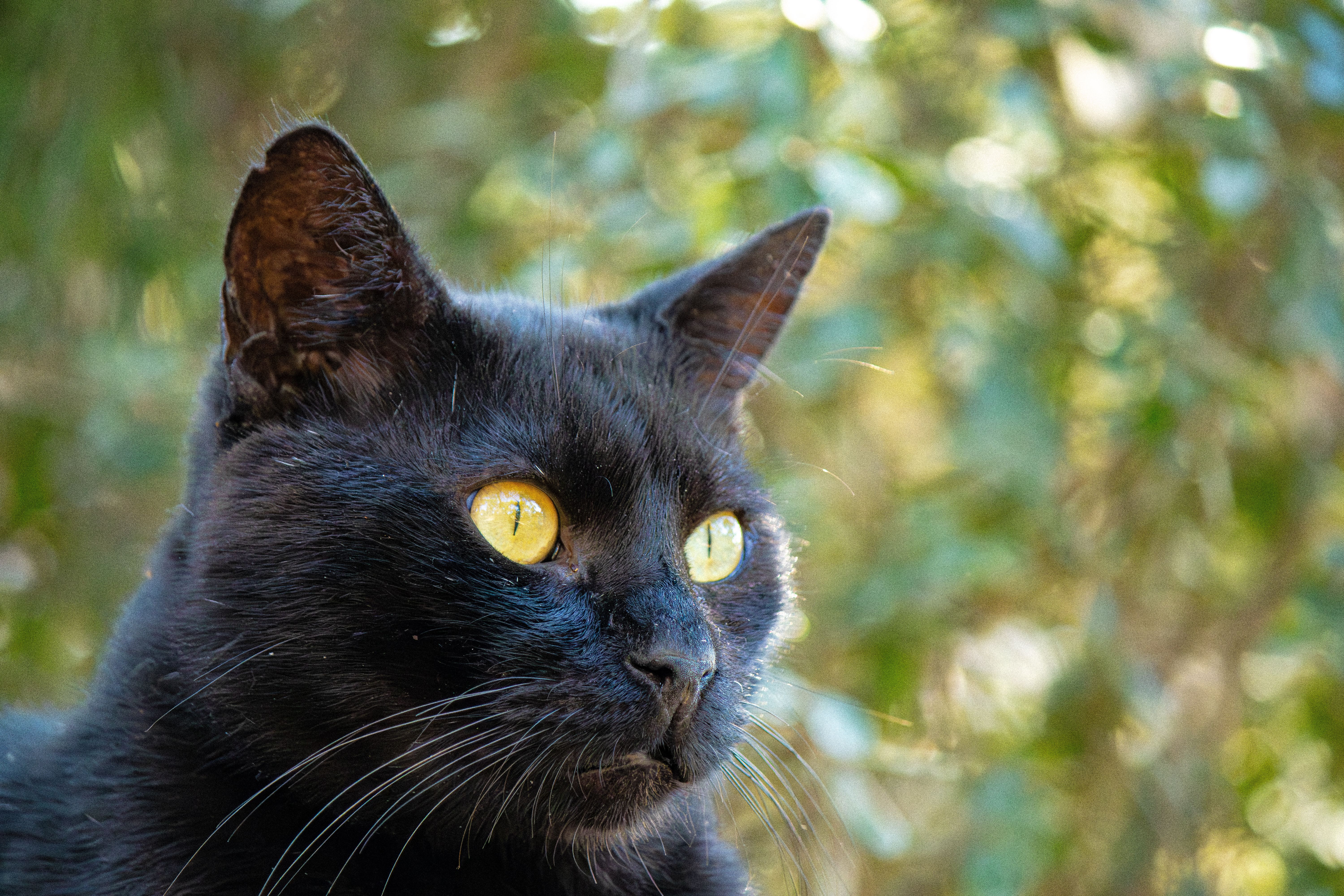 Portrait of a cat at a veterinary clinic