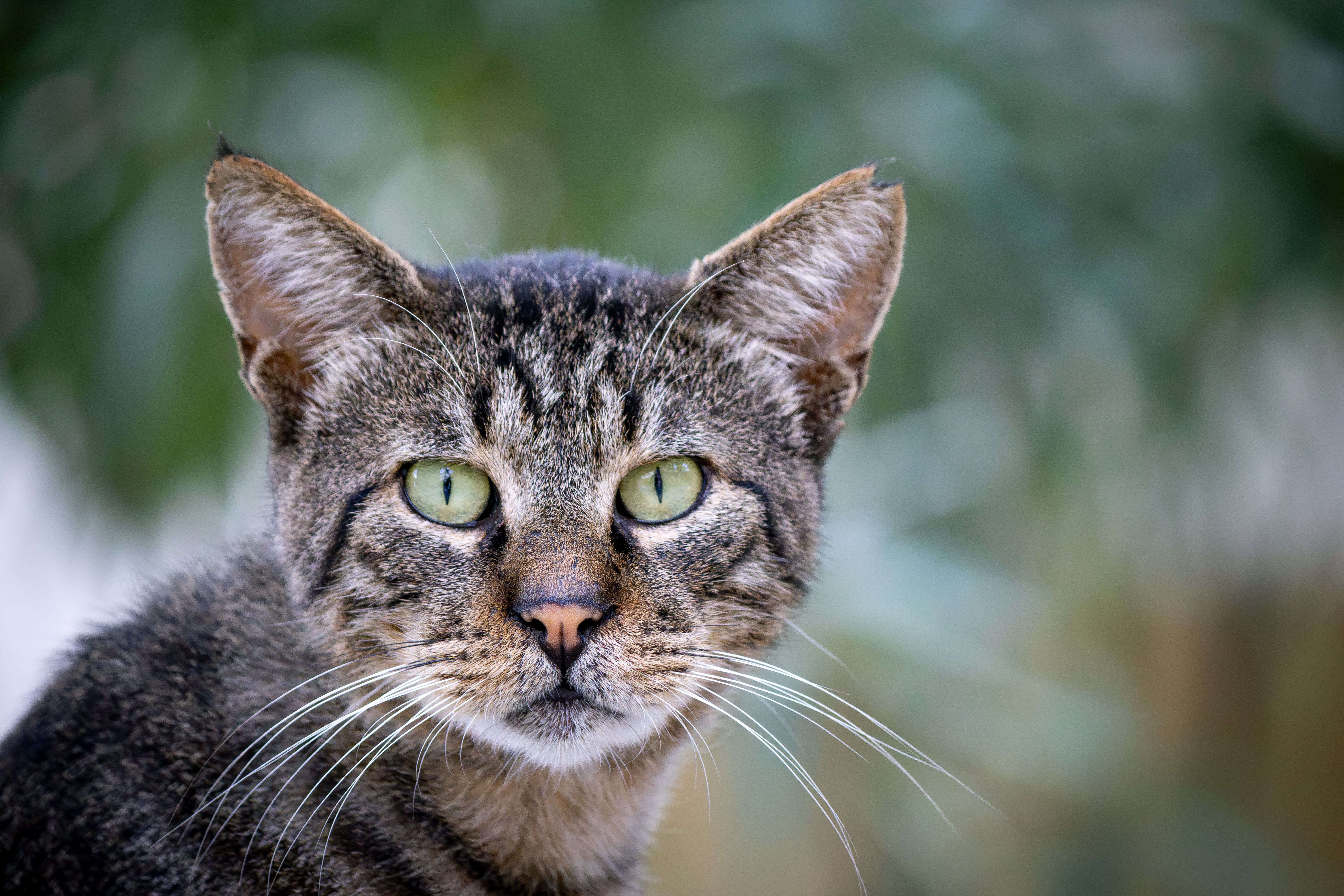 Close-up Portrait of a Domestic Tabby Cat · Free Stock Photo