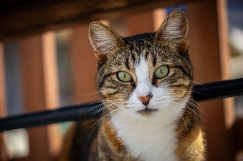 Free A detailed close-up of a tabby cat with striking green eyes sitting outdoors. Stock Photo