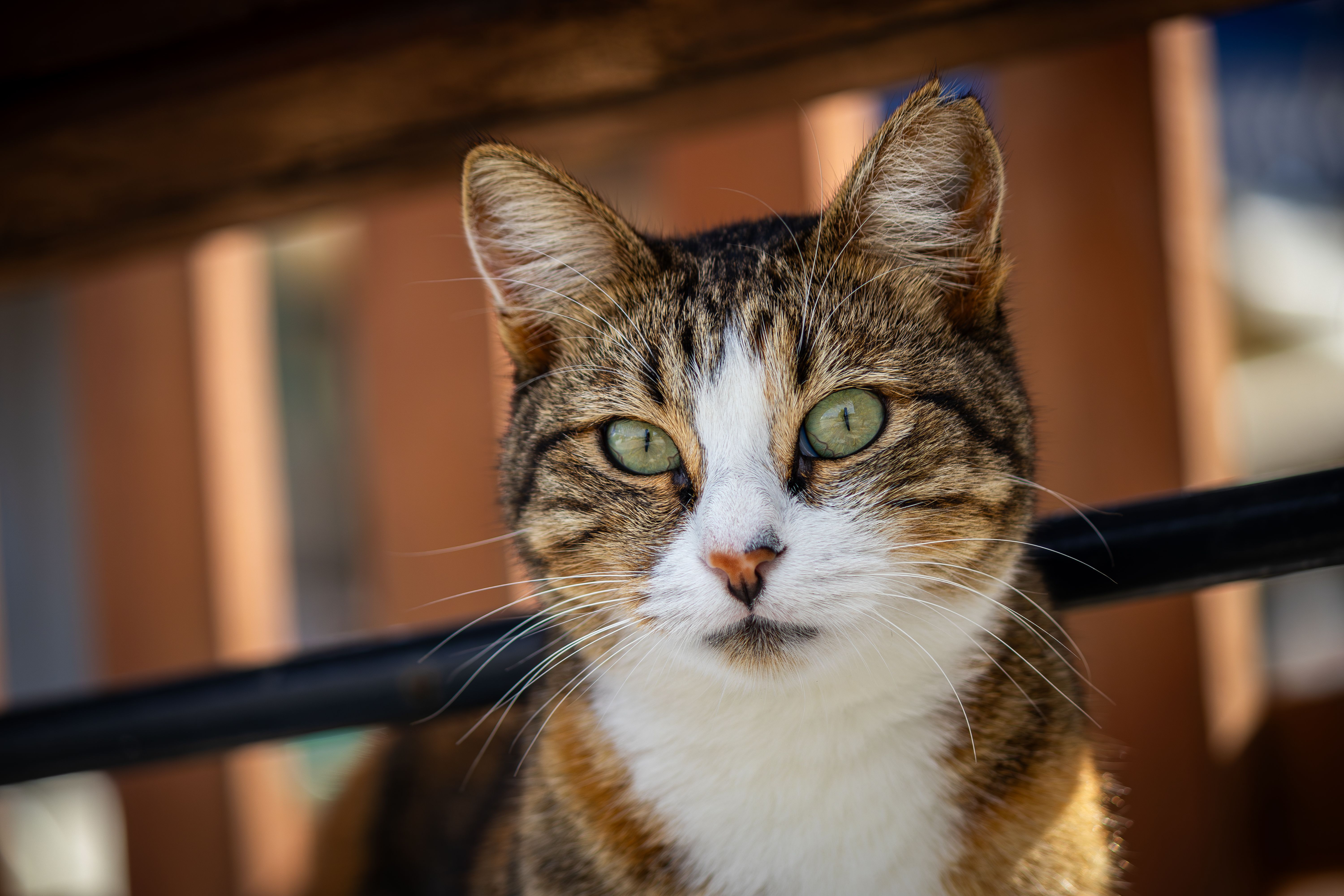 Veterinary care for a cat