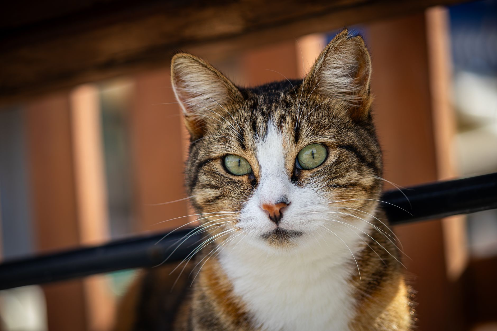 Veterinary care for a cat