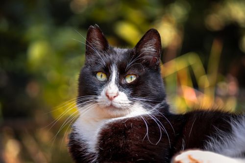 Free Close-up of a black and white cat with a blurred natural background, highlighting its striking eyes. Stock Photo
