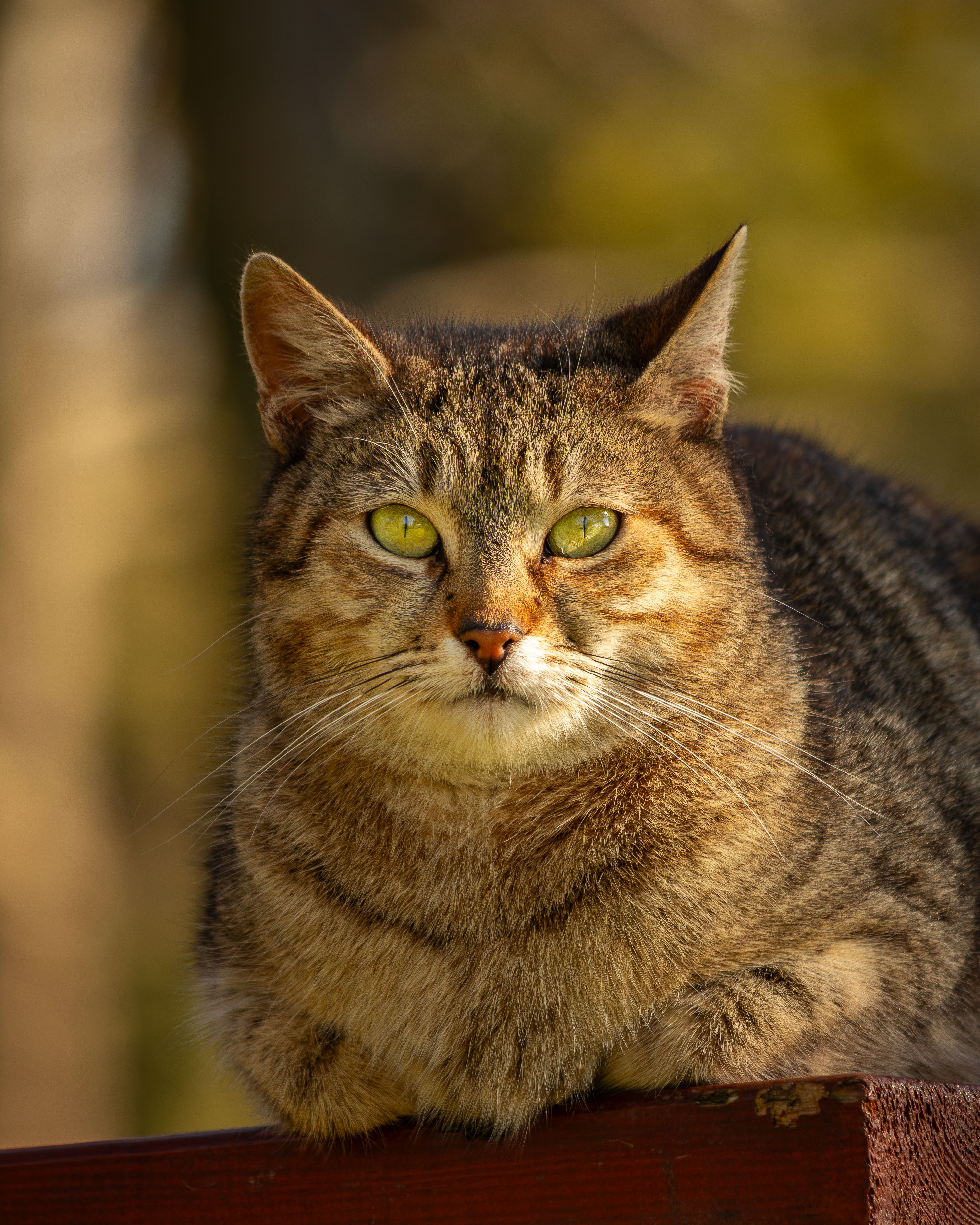 Close-Up Portrait of a Brown Tabby Cat · Free Stock Photo