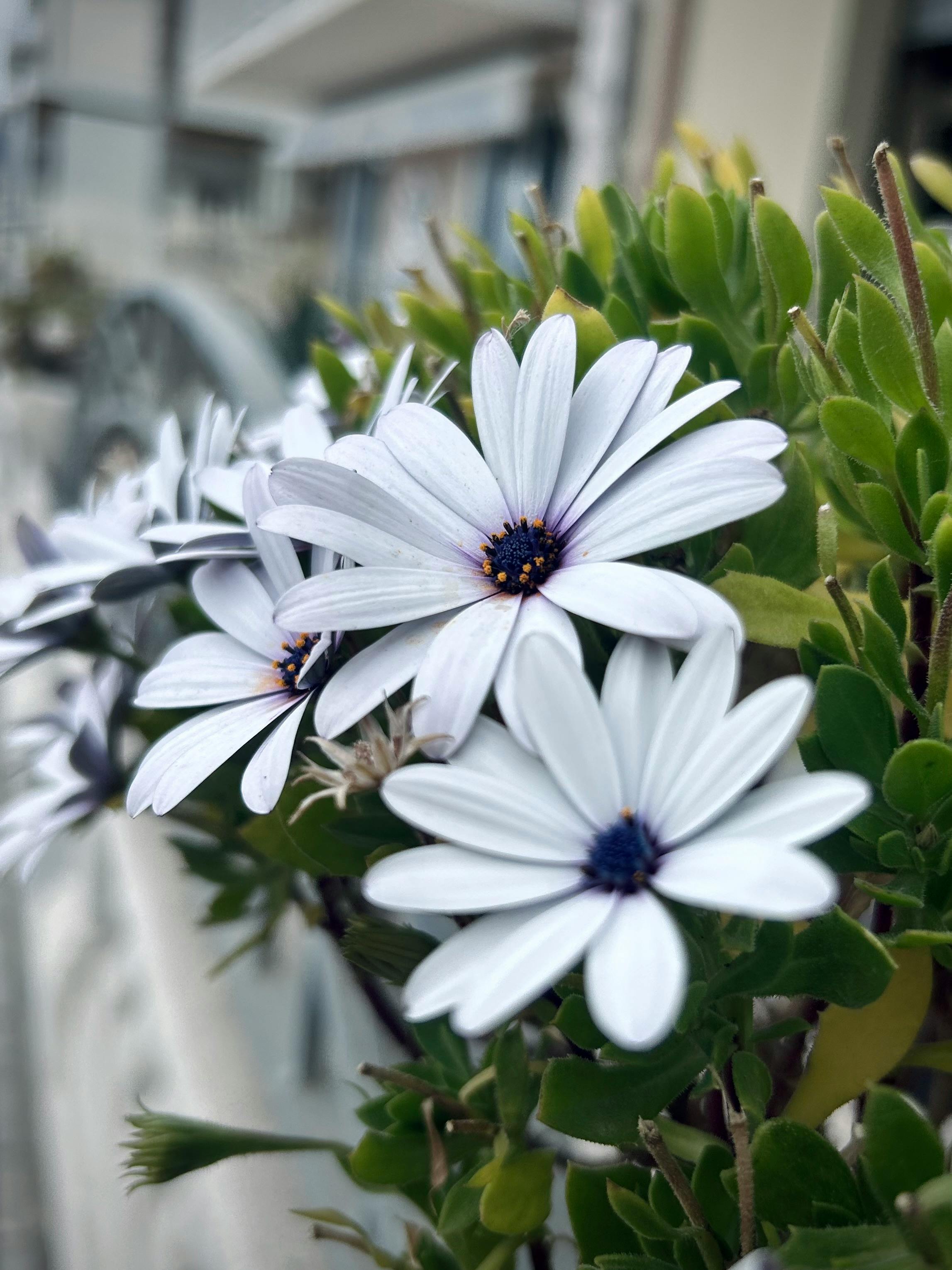 [ColoSach]-beautiful-white-african-daisies-in-full-bloom,-capturing-their-delicate-petals-and-vibrant-centers.