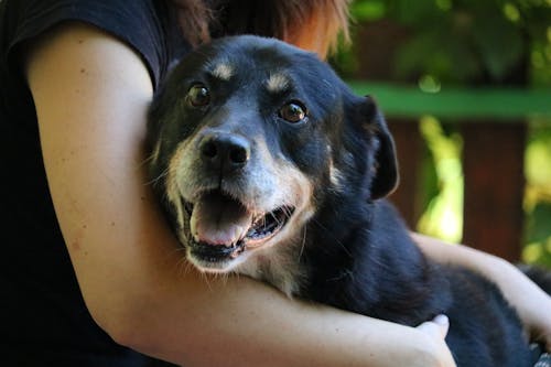 Free stock photo of cani anziani, canile, old dogs