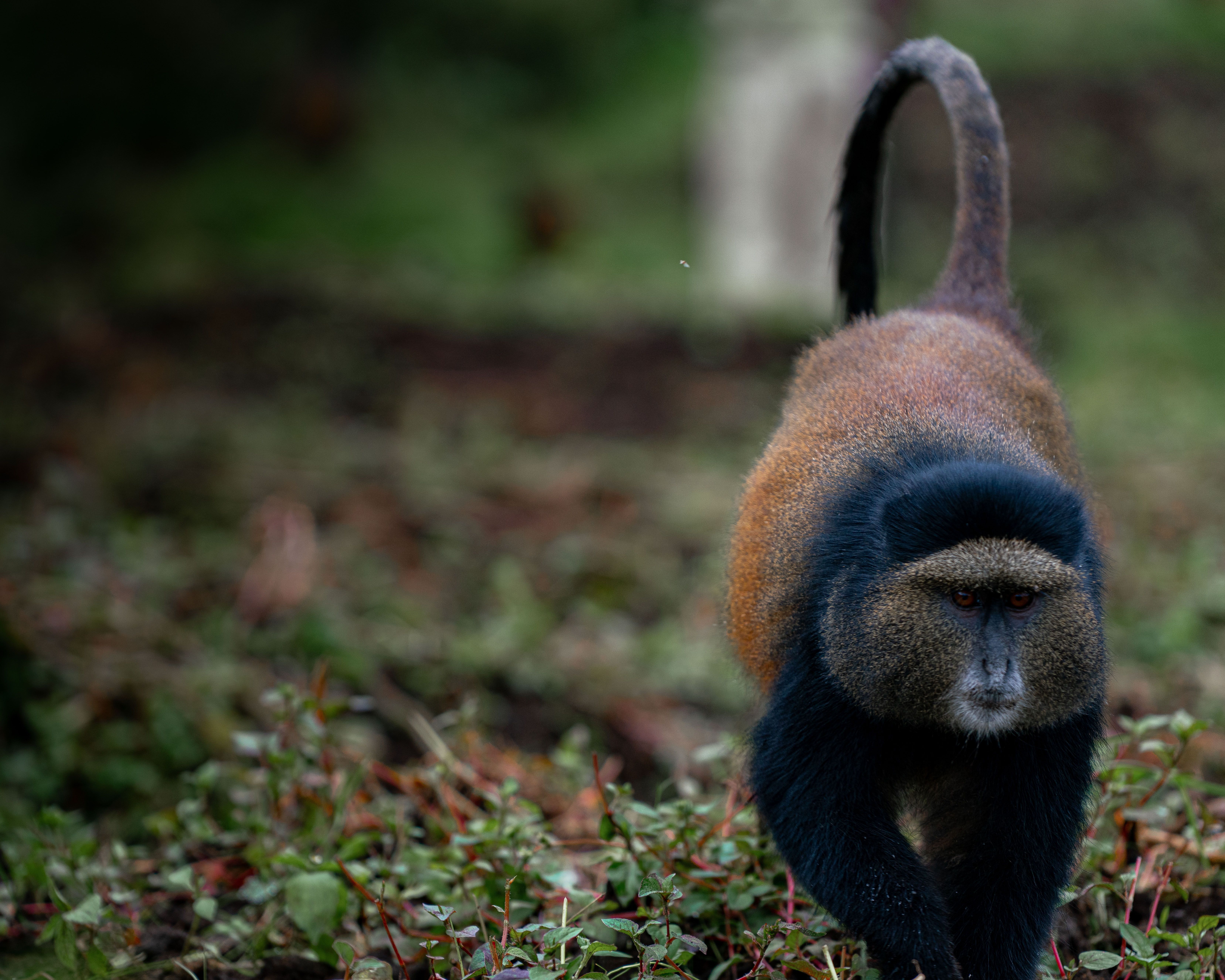 Golden monkey walking in natural habitat, Rwanda