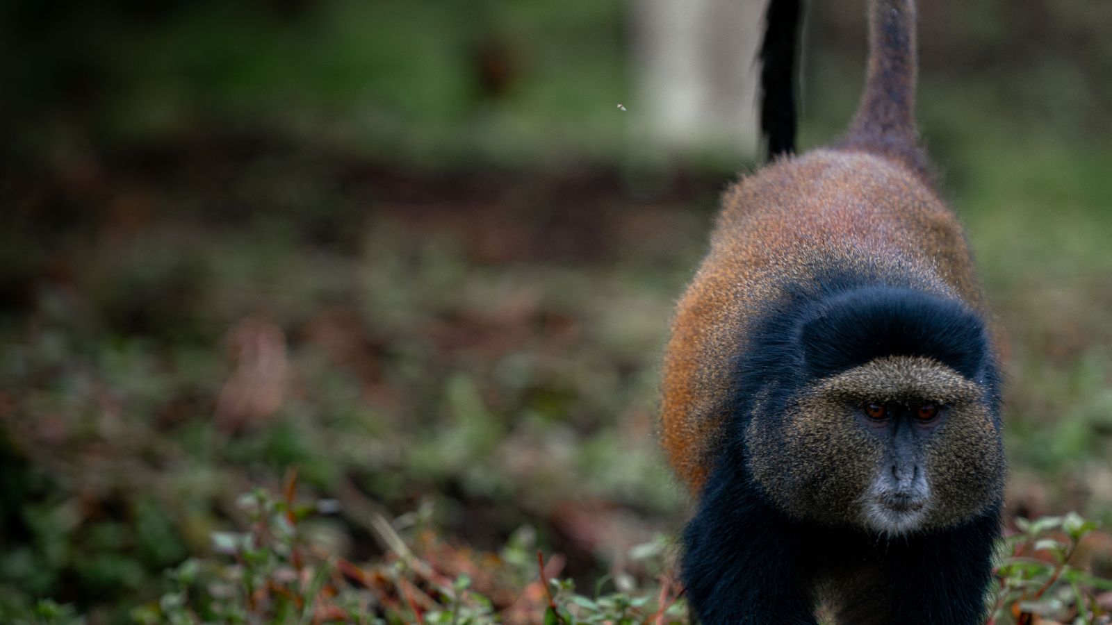 Golden monkey walking in natural habitat, Rwanda
