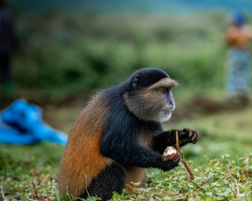 Close-up of a Golden Monkey in its natural habitat, feeding on vegetation.