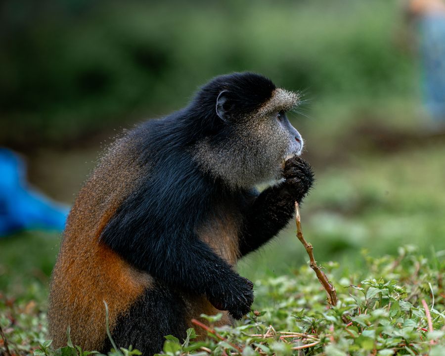 The Virunga volcanoes