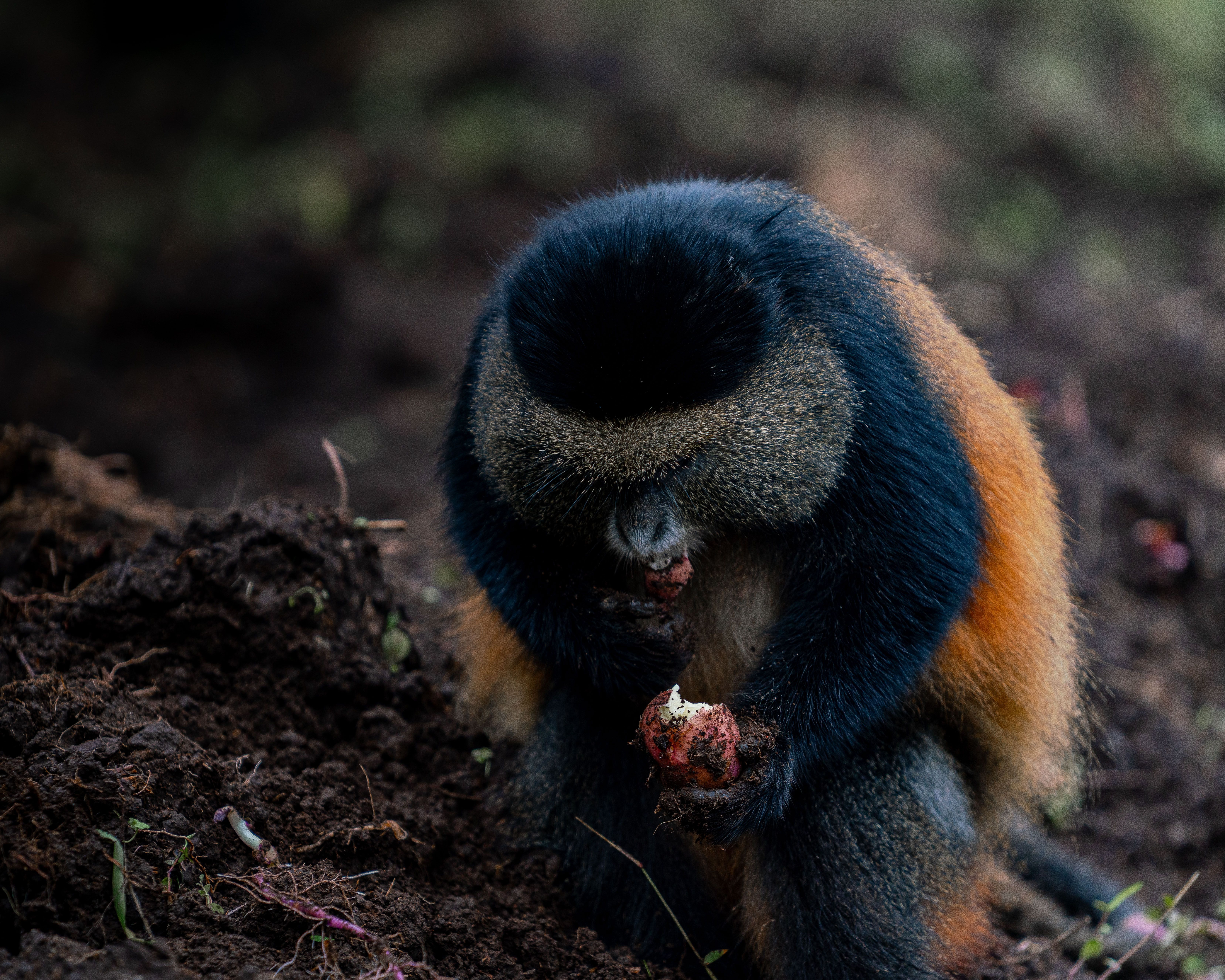 Airport transfers in Mgahinga Gorilla National Park