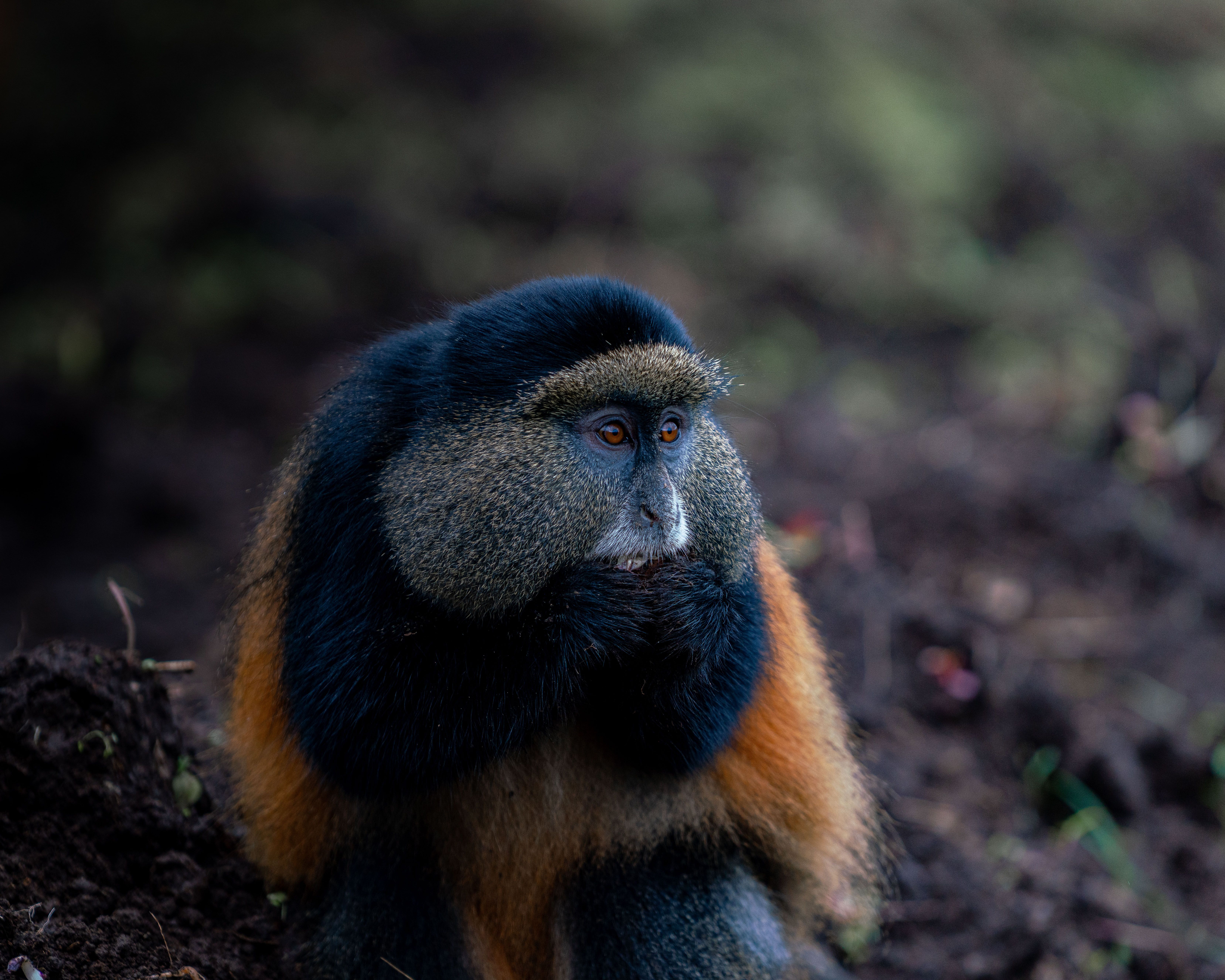 Golden Monkey in Natural Habitat · Free Stock Photo
