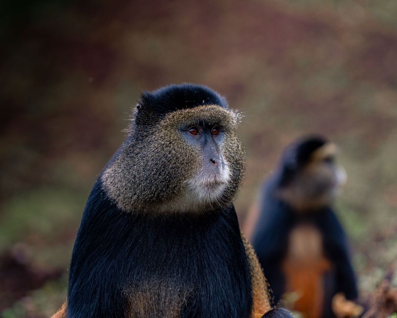Close-up of rare golden monkeys in their natural habitat, showcasing their unique features.