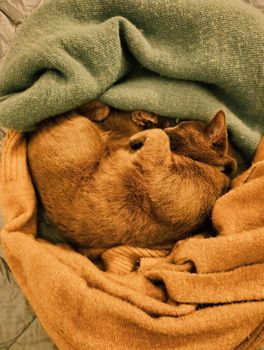A cat peacefully sleeps nestled in soft warm blankets, creating a cozy scene.