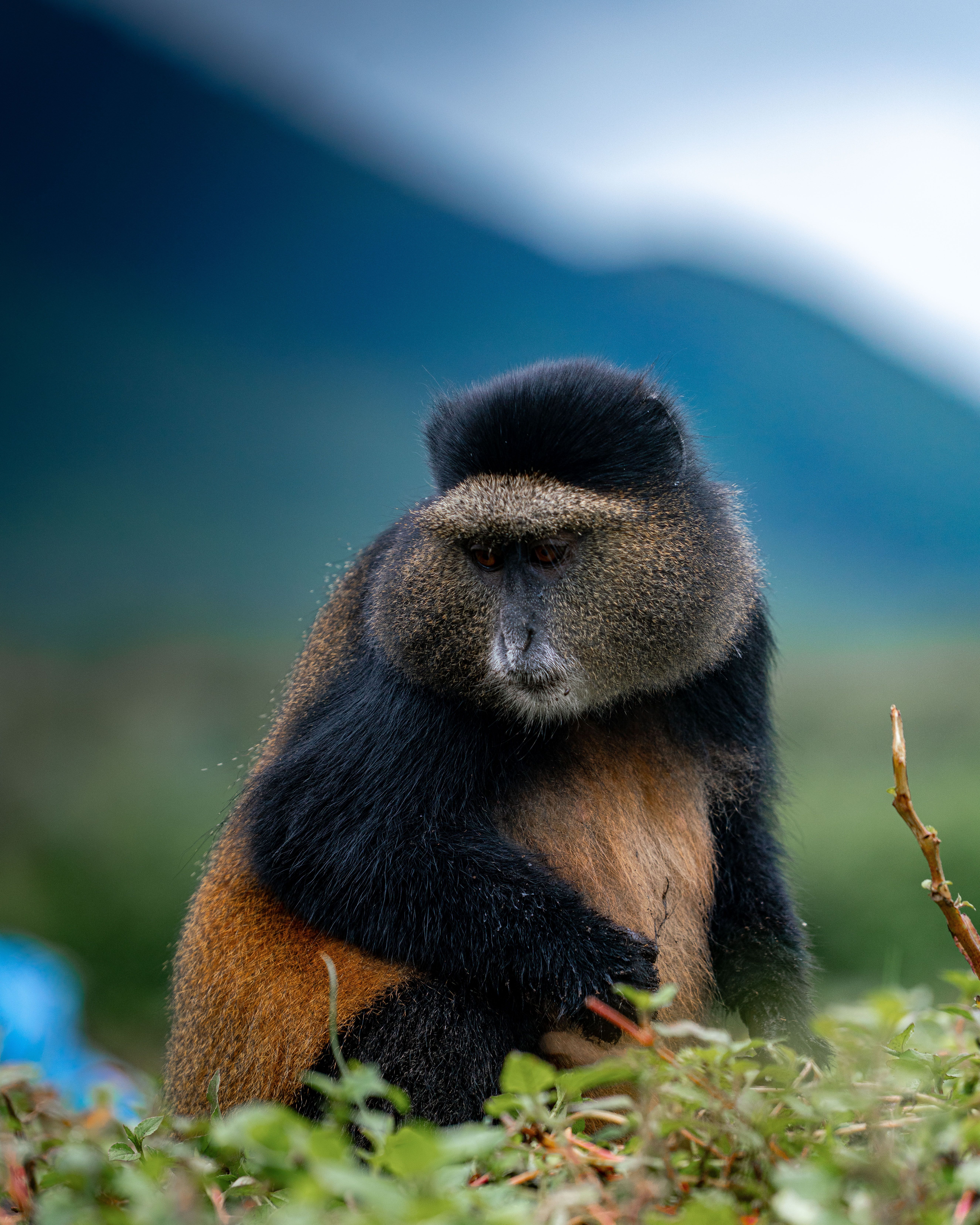Golden Monkey in Natural Habitat · Free Stock Photo