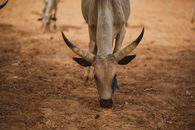 A robust cow with large horns grazes calmly on a warm, sunlit field, showcasing rural life.