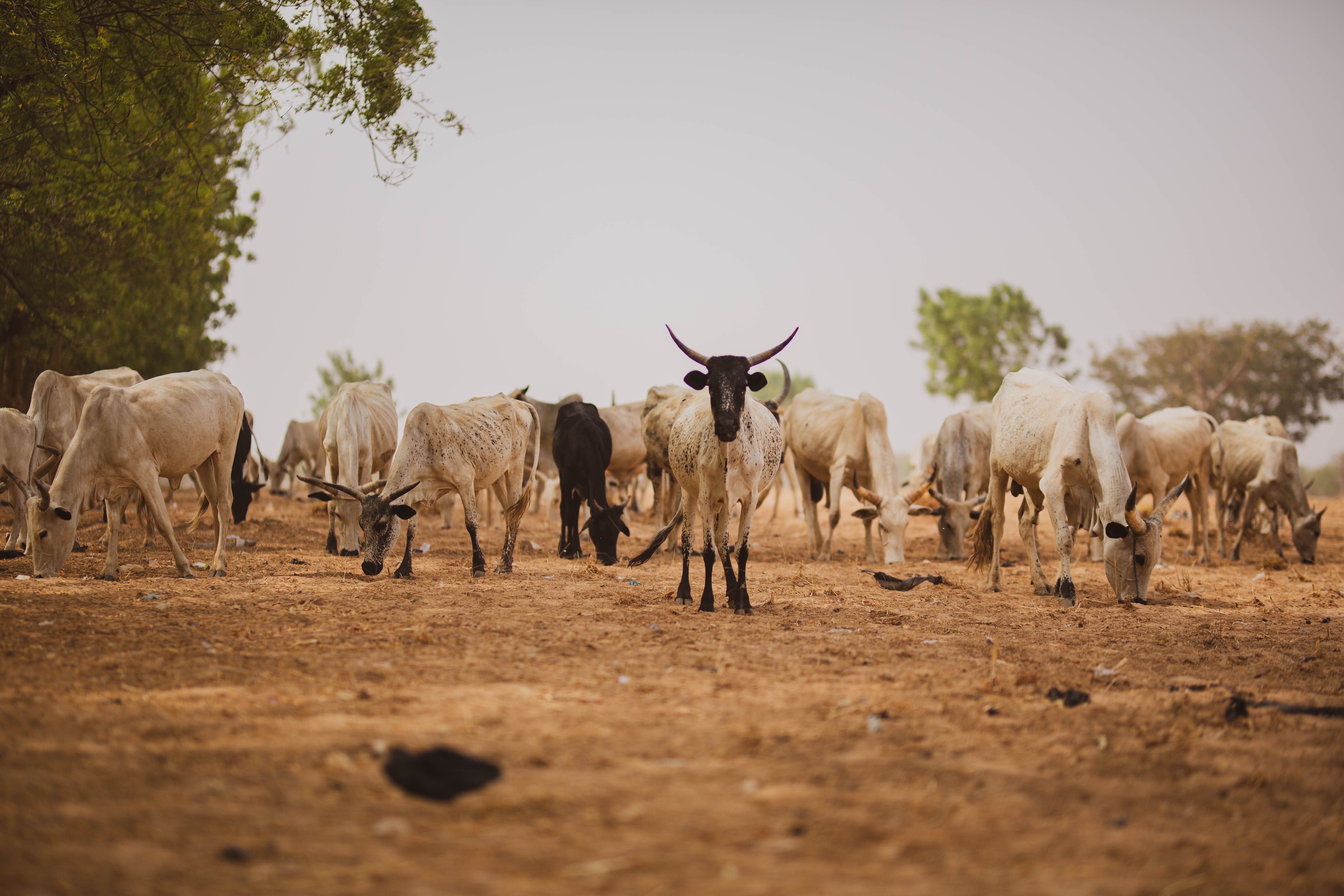 Kenya's Rangelands Under Threat: Implications for the Livestock Sector and Investors
