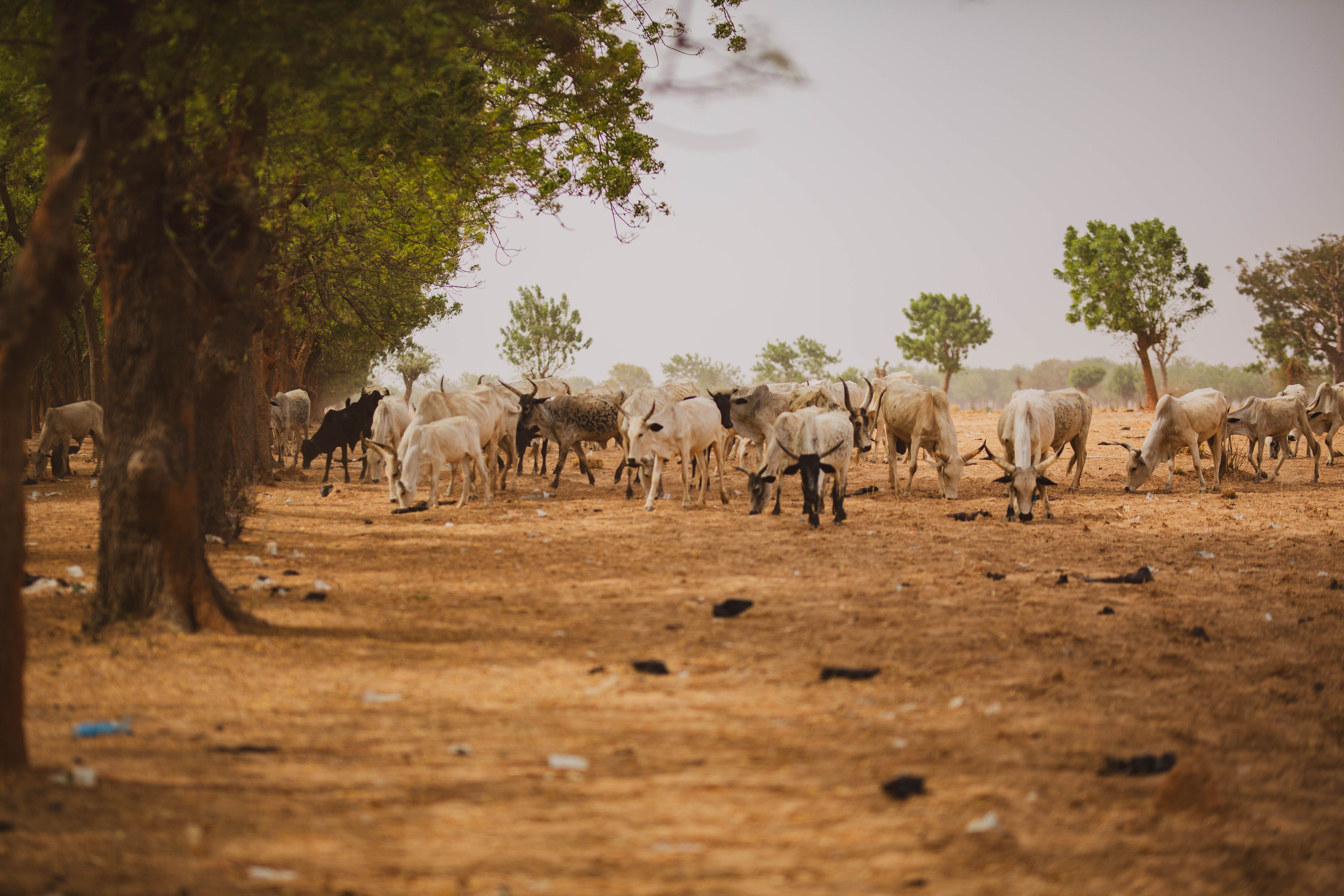 A herd of cattle grazing under trees in a dry Southern African savanna — plan water and feed to carry your animals through the dry months.