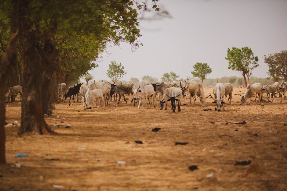 A herd of cattle grazing under trees in a dry Southern African savanna — plan water and feed to carry your animals through the dry months.