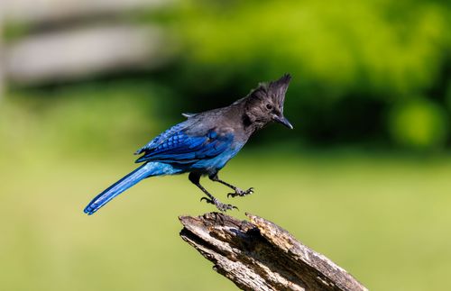 Free A Steller's Jay showcasing its vivid blue plumage on a natural wooden perch. Stock Photo