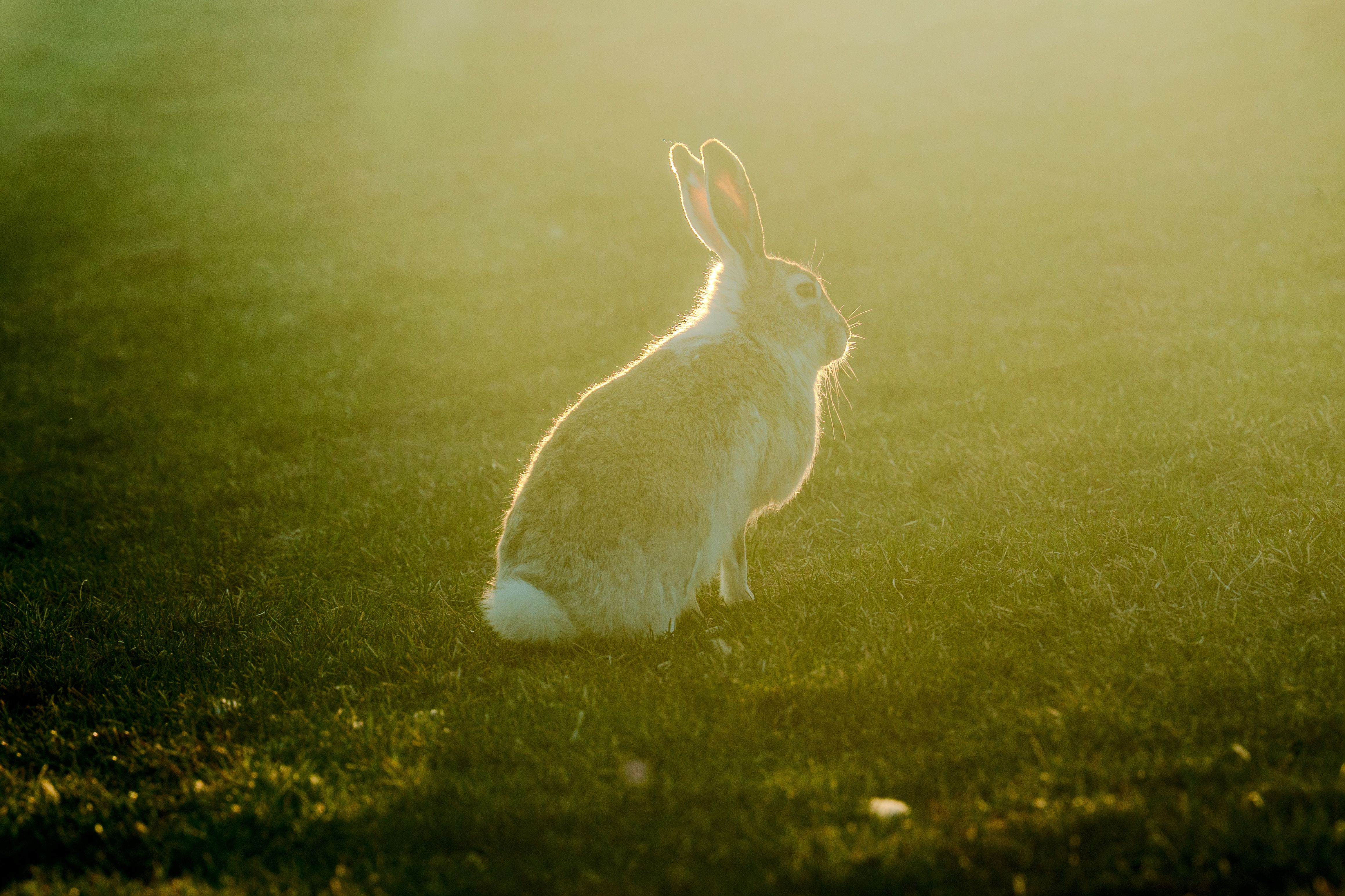 Sunlit Rabbit in a Field During Golden Hour · Free Stock Photo