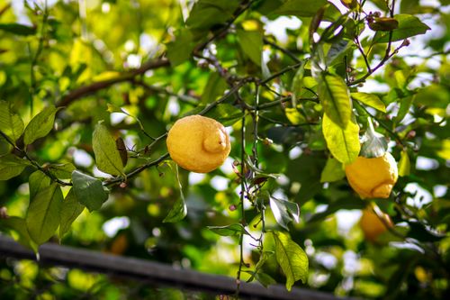 Free Close-up of ripe lemons hanging from a tree in Onomichi, Hiroshima, Japan. Stock Photo