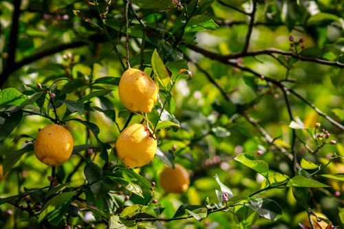 Free Close-up of vibrant lemons hanging on a tree in Onomichi, Japan, showcasing nature's beauty. Stock Photo