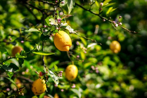 Free Bright yellow lemons hanging on a lush tree in Onomichi, Hiroshima, Japan. Stock Photo