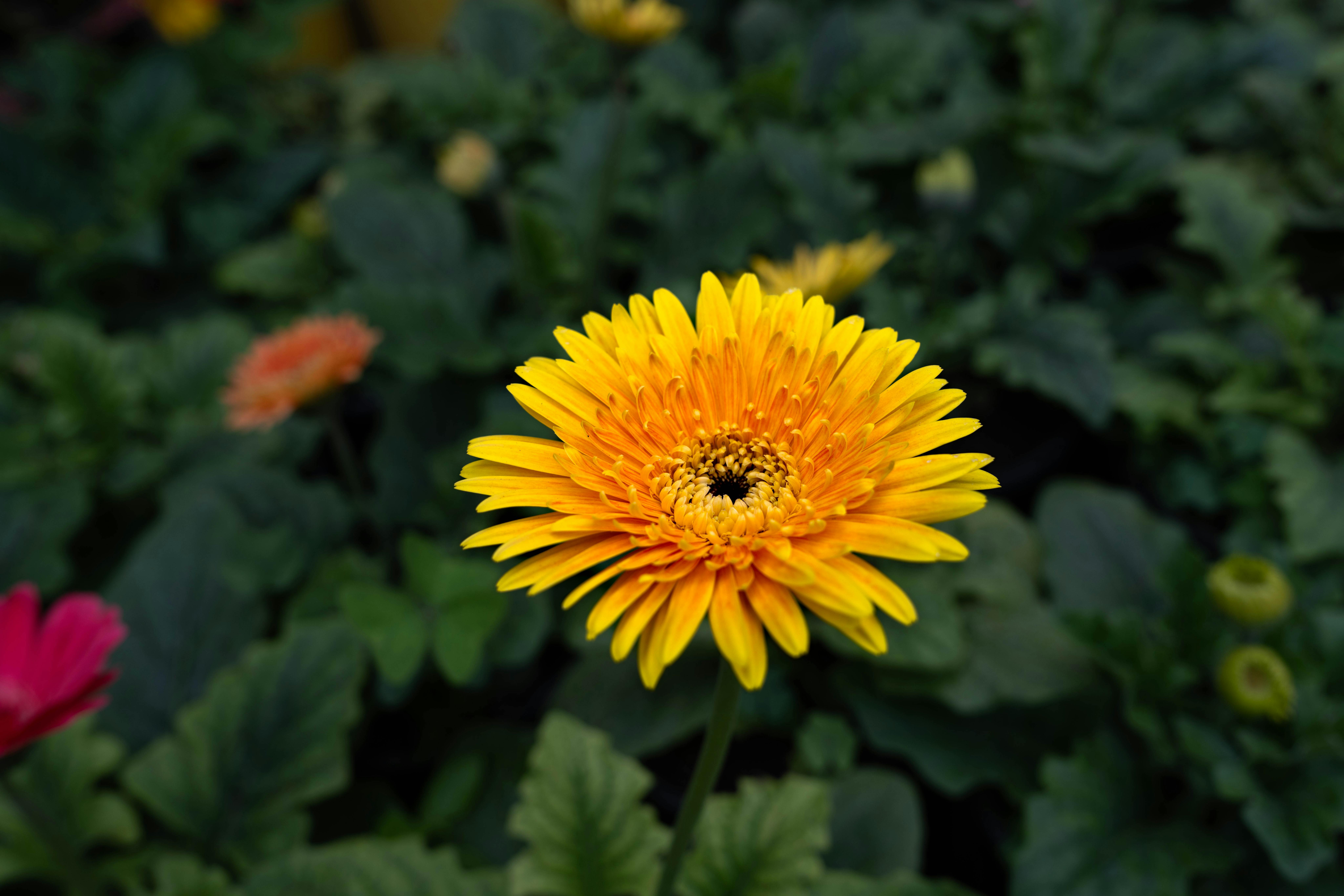 [ColoSach]-close-up-of-a-bright-yellow-gerbera-daisy-against-a-green-foliage-background.
