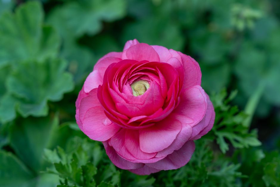 Fotomural Primer plano de una flor de ranúnculo de color rosa vibrante con exuberantes hojas verdes al fondo.