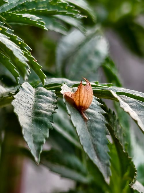 Free A detailed close-up photo of a small brown leaf resting on green serrated foliage. Stock Photo