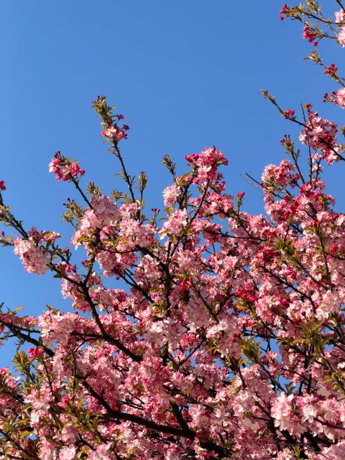 Free A stunning view of cherry blossoms in full bloom under a bright blue sky, signaling the beauty of spring. Stock Photo