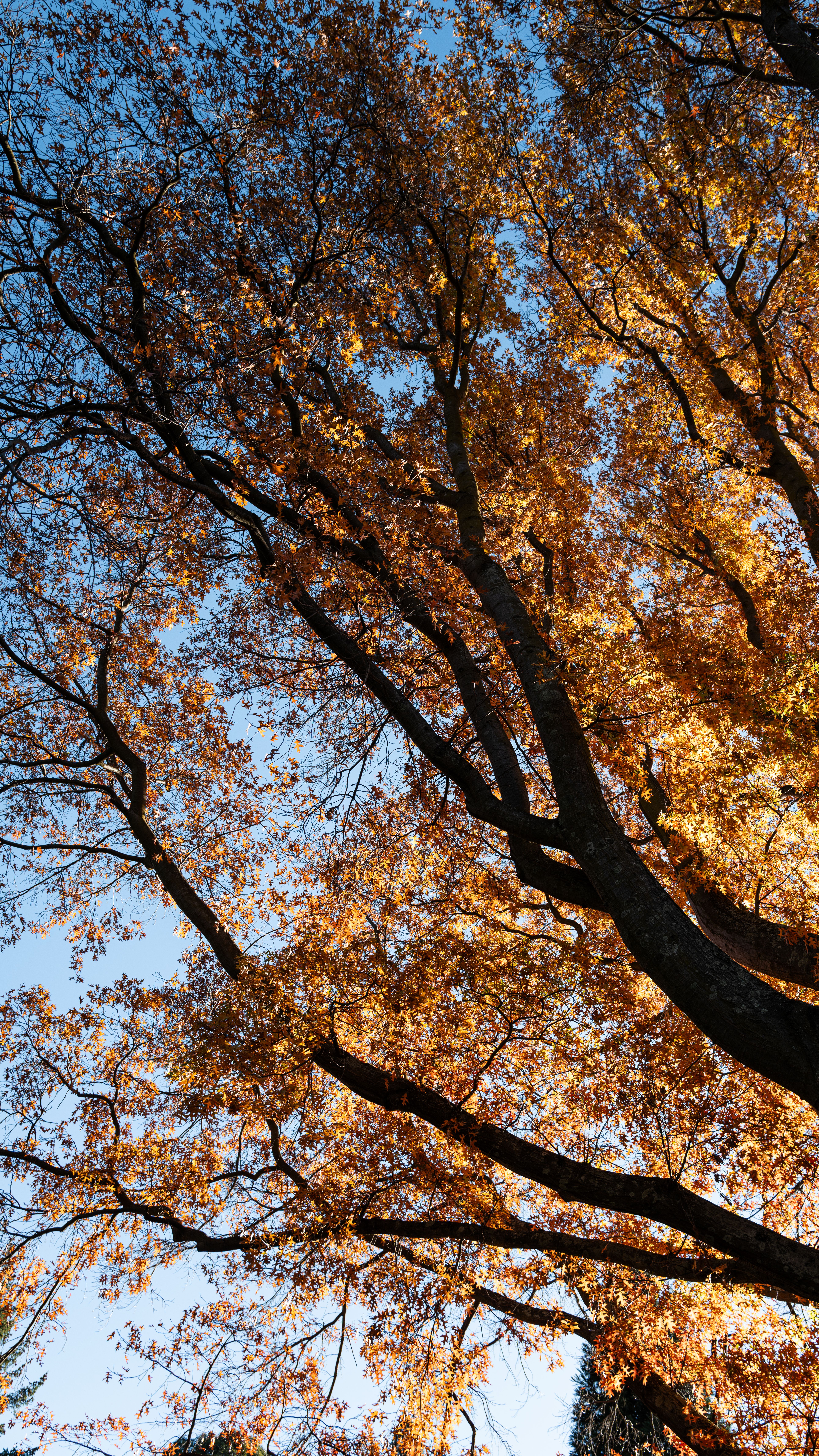 Beautiful Autumn Tree with Golden Leaves · Free Stock Photo