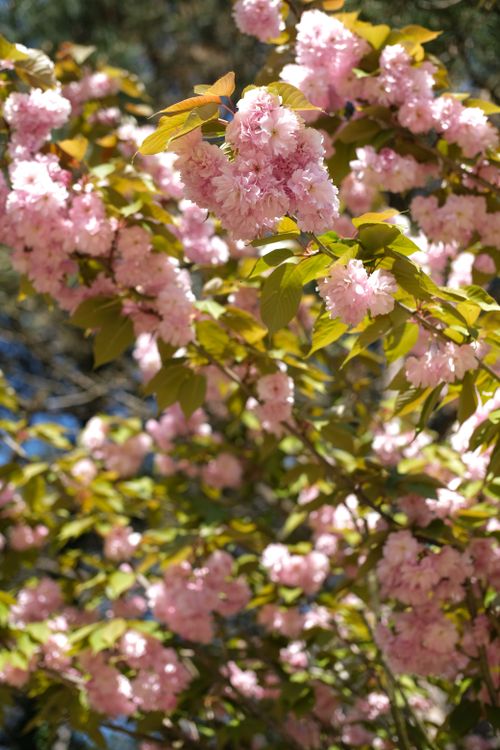 Free Beautiful cherry blossoms in full bloom during spring in İstanbul, showcasing nature's vibrant beauty. Stock Photo