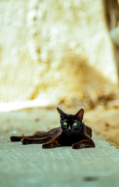 Free A black cat lying on a sunlit sidewalk in Baripada, Odisha. Stock Photo