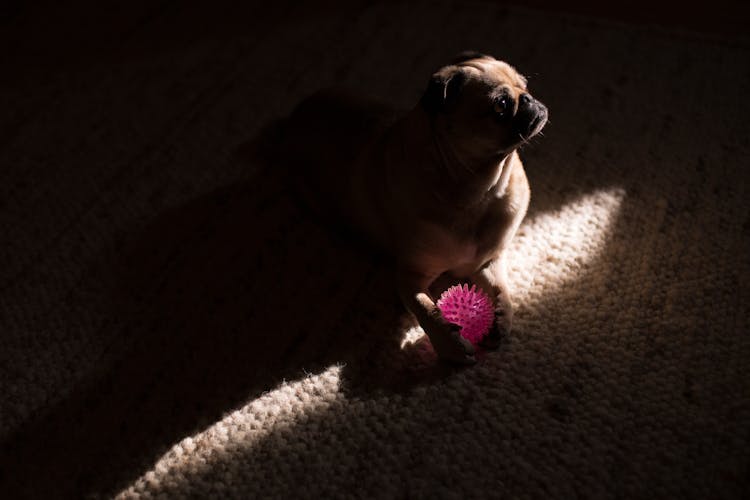 Photo Of Dog Playing With Ball