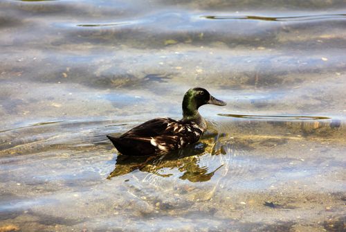 Free A black duck gracefully swimming on a clear water surface with sunlight reflections. Stock Photo