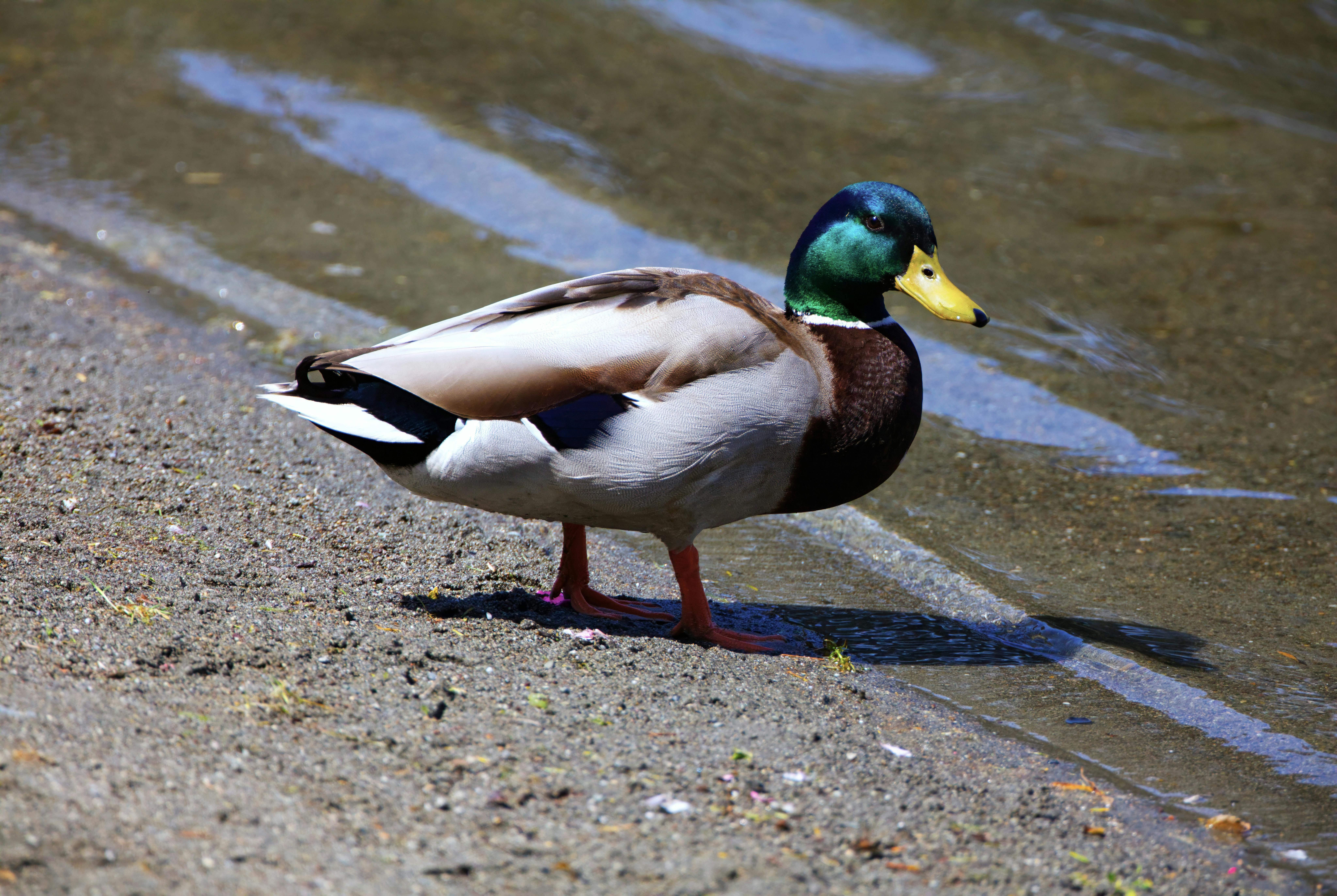 2012 Review of Drake Software — Drake Tax — Photo by DANNIEL CORBIT on Pexels