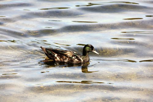 Free A beautiful duck gracefully swimming in a tranquil lake on a sunny day. Stock Photo