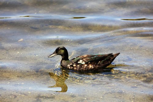 Free A duck gracefully swimming in a calm body of water on a sunny day. Stock Photo