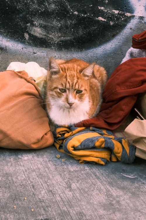 Free A ginger cat relaxing on colorful, cozy blankets, creating a warm and inviting scene outdoors. Stock Photo