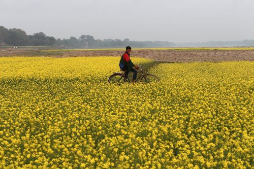 Free A man cycles through vibrant yellow mustard fields in Bangladesh on a serene day. Stock Photo
