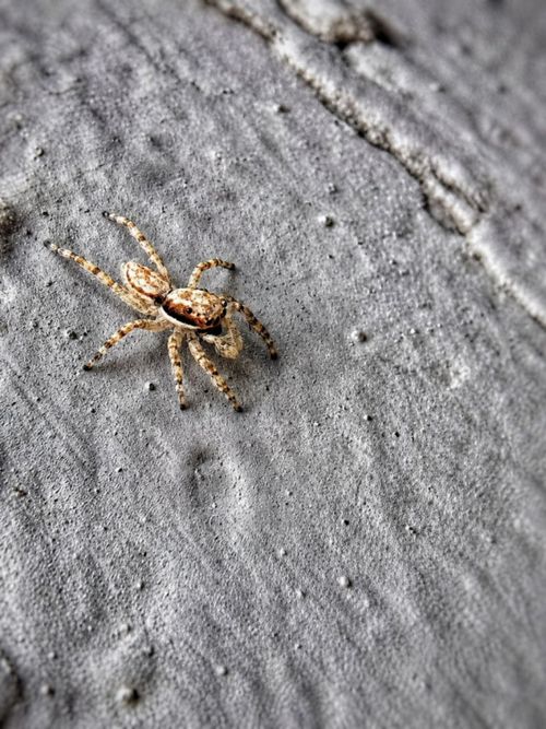 Free Detailed close-up of a jumping spider on a textured surface in East Java, Indonesia. Stock Photo