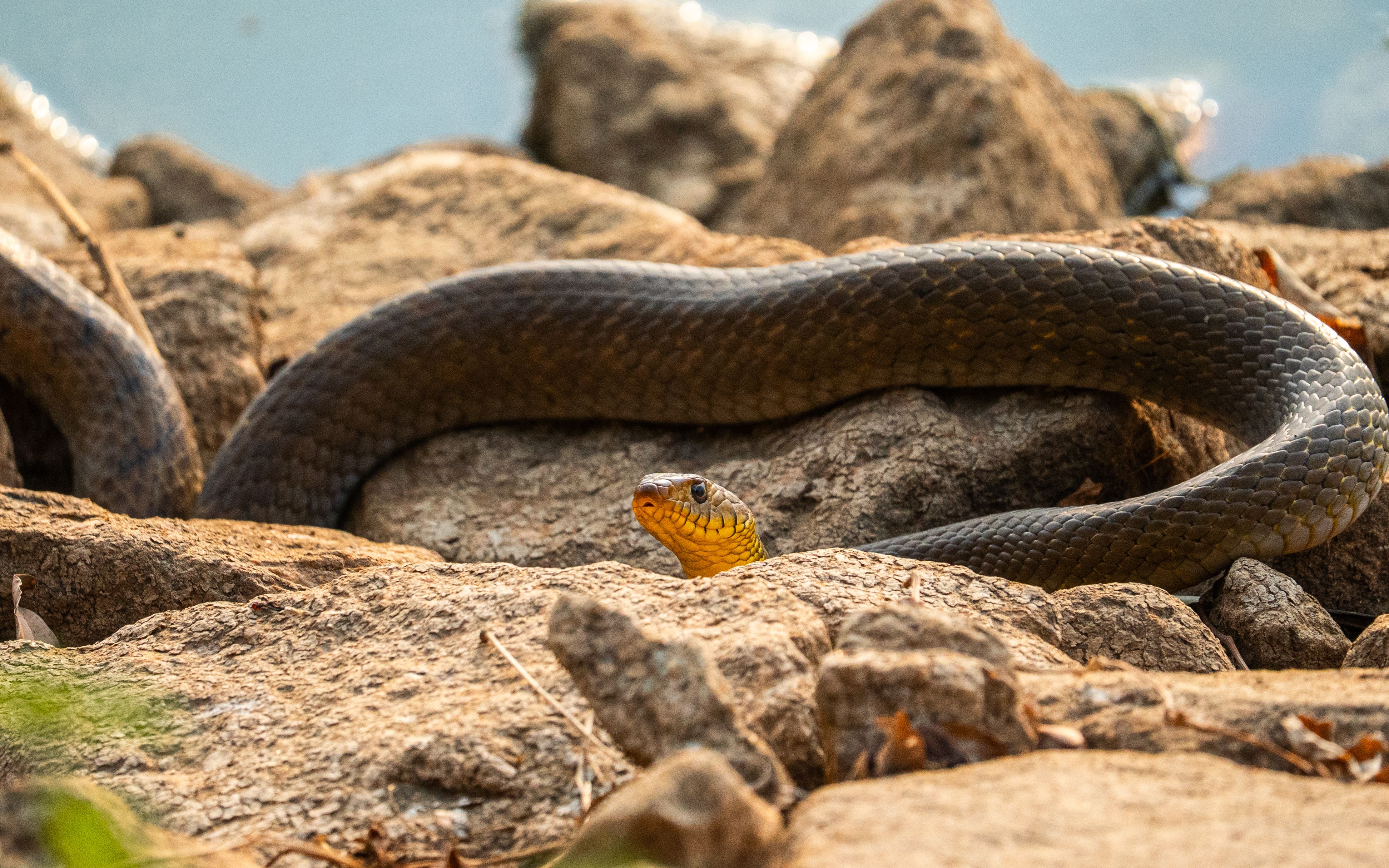 Large snake resting on sunlit rocky terrain · Free Stock Photo