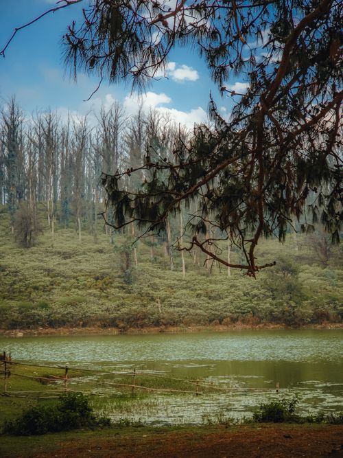 Free Beautiful landscape featuring a serene lake and dense forest in Ooty, India. Stock Photo