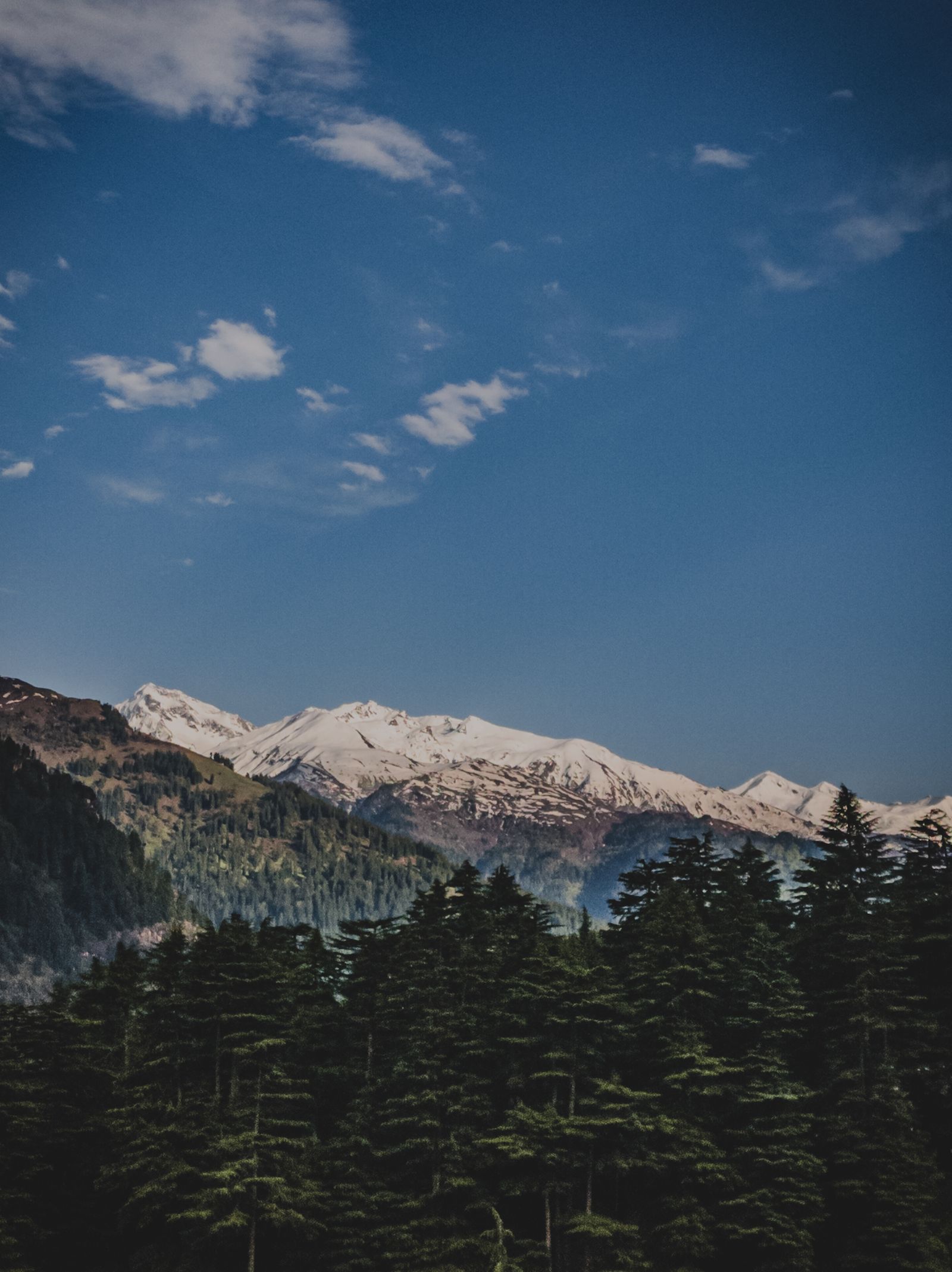 Snow-capped Himalayas and forests near Manali